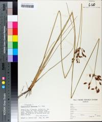 Fimbristylis dichotoma image