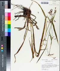 Scirpus lineatus image