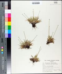 Lachnocaulon anceps image