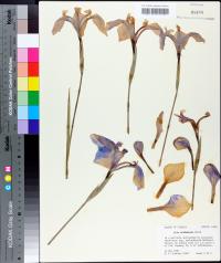 Iris tridentata image