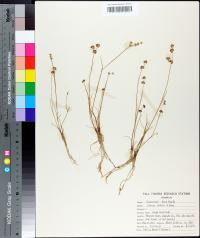 Juncus debilis image