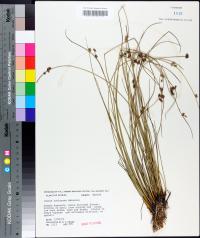 Juncus coriaceus image