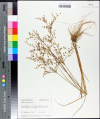 Juncus debilis image