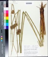 Juncus effusus var. solutus image