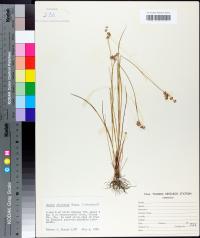 Juncus elliottii image