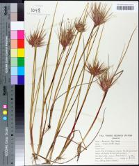 Juncus elliottii image