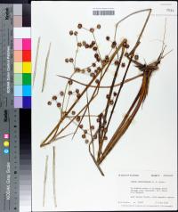 Juncus megacephalus image