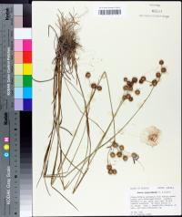 Juncus megacephalus image