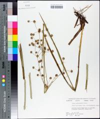 Juncus polycephalos image