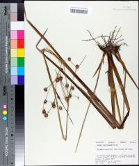 Juncus polycephalos image