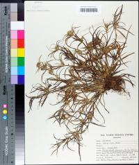 Juncus repens image