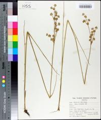 Juncus scirpoides image