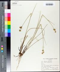 Juncus scirpoides image