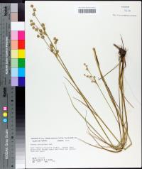 Juncus scirpoides image