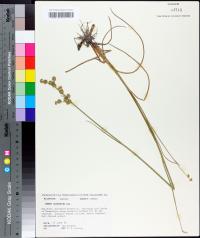 Juncus scirpoides image