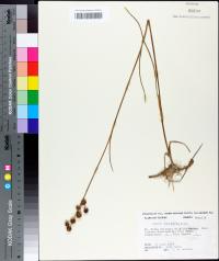 Juncus scirpoides image