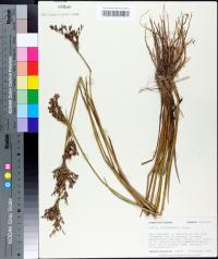 Juncus trigonocarpus image