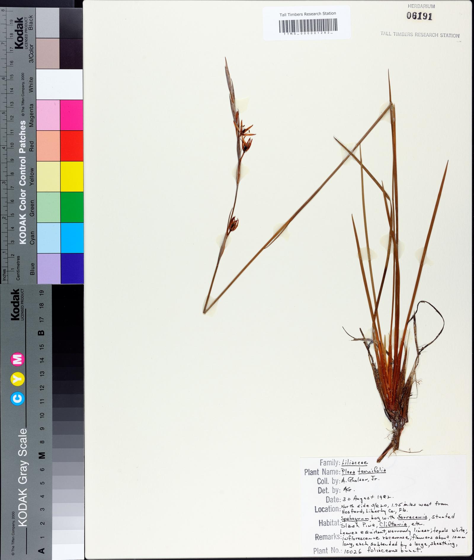 Pleea tenuifolia image