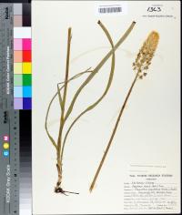 Stenanthium densum image