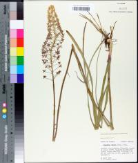 Stenanthium densum image