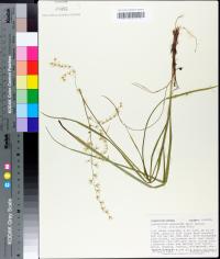 Stenanthium gramineum image