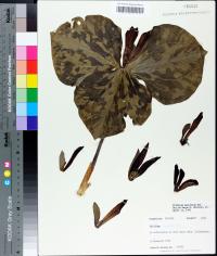 Trillium maculatum image