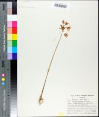 Calopogon barbatus image