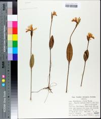 Pogonia ophioglossoides image