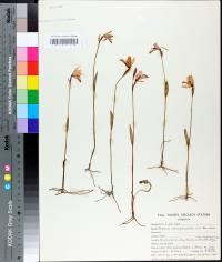 Pogonia ophioglossoides image