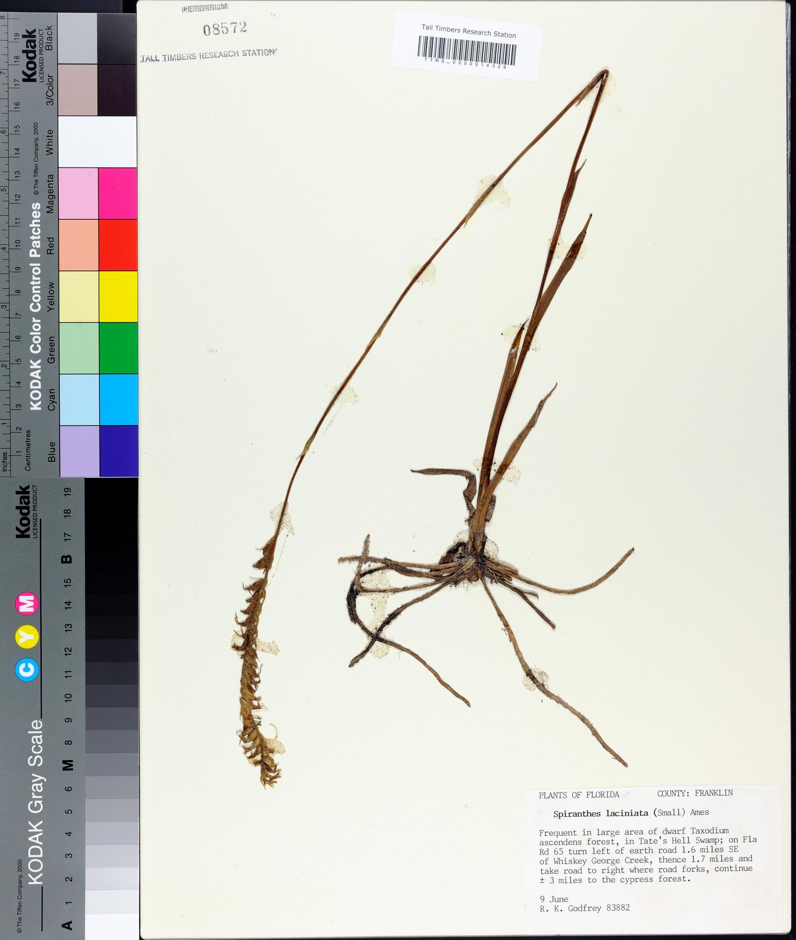 Spiranthes laciniata image