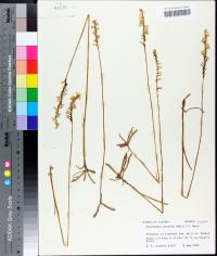 Spiranthes praecox image