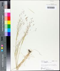 Agrostis hyemalis image