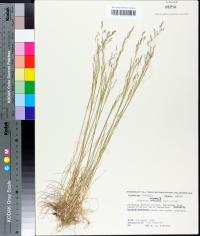 Agrostis hyemalis image