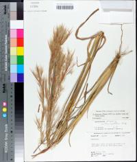 Andropogon glomeratus image