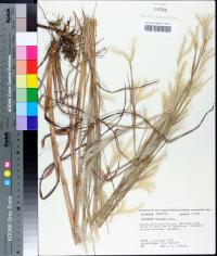 Andropogon ternarius image