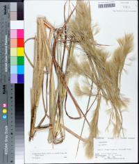 Andropogon glomeratus var. pumilus image