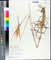 Andropogon ternarius image