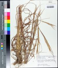 Andropogon gyrans image