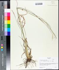 Andropogon gyrans var. stenophyllus image