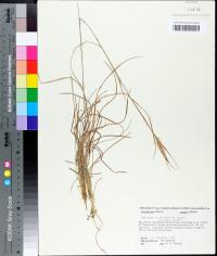 Andropogon gyrans image