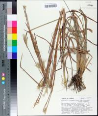 Andropogon liebmannii image