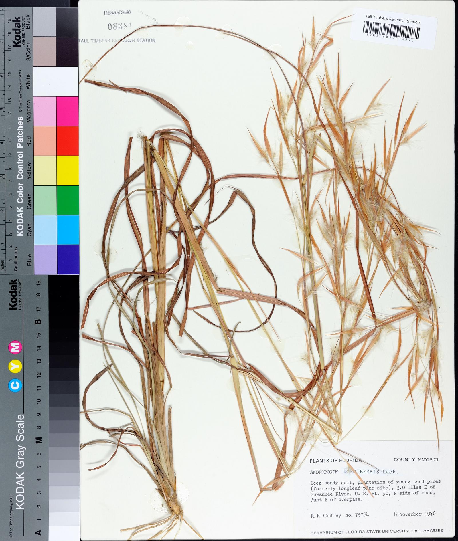 Andropogon longiberbis image