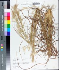 Andropogon longiberbis image