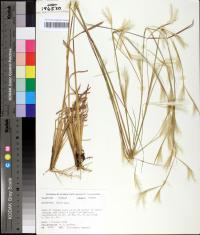 Andropogon tracyi image