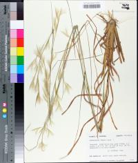 Andropogon tracyi image