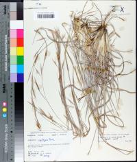 Andropogon virginicus var. glaucus image