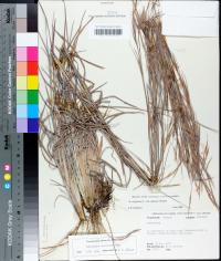 Andropogon virginicus var. glaucus image