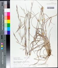 Andropogon virginicus var. glaucus image