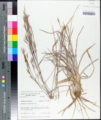 Andropogon virginicus var. glaucus image