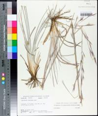 Andropogon virginicus var. glaucus image